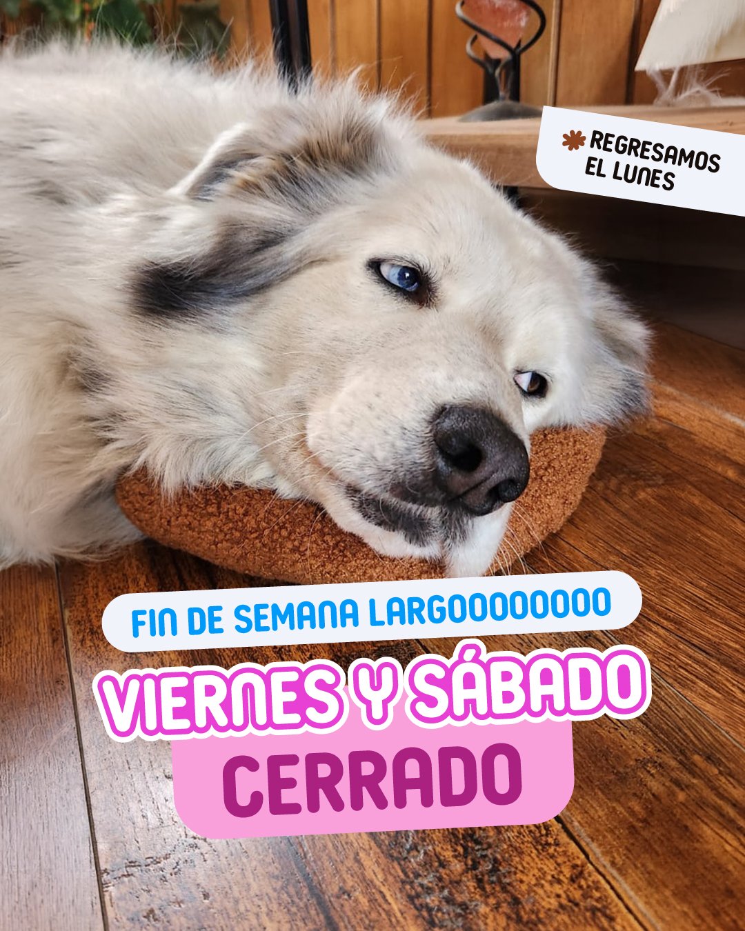 Inicio - Mascotas Food 4