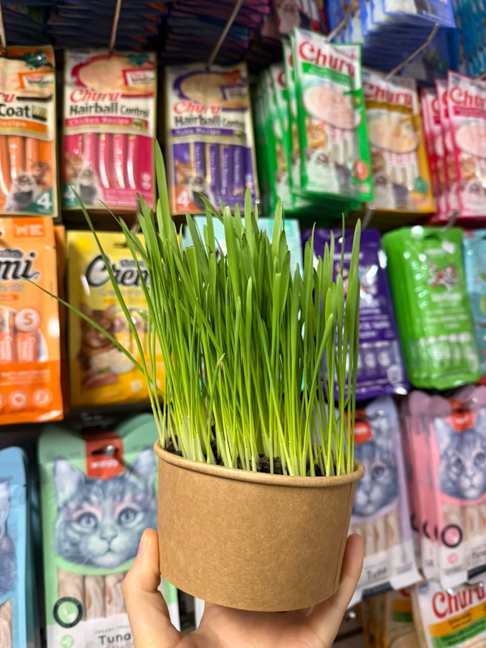 Pasto organico para Gatos 1 Pasto organico para Gatos